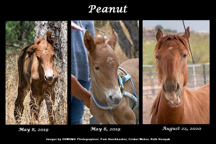 Sponsor Peanut SRWHMG