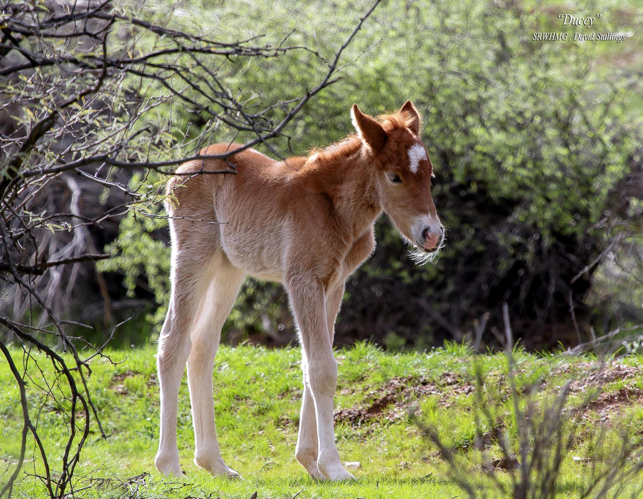 First Colt of 2017 Named “Ducey”