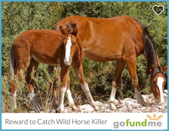 Reward Offered, Help From Public Sought in Salt River Wild Horse Shooting