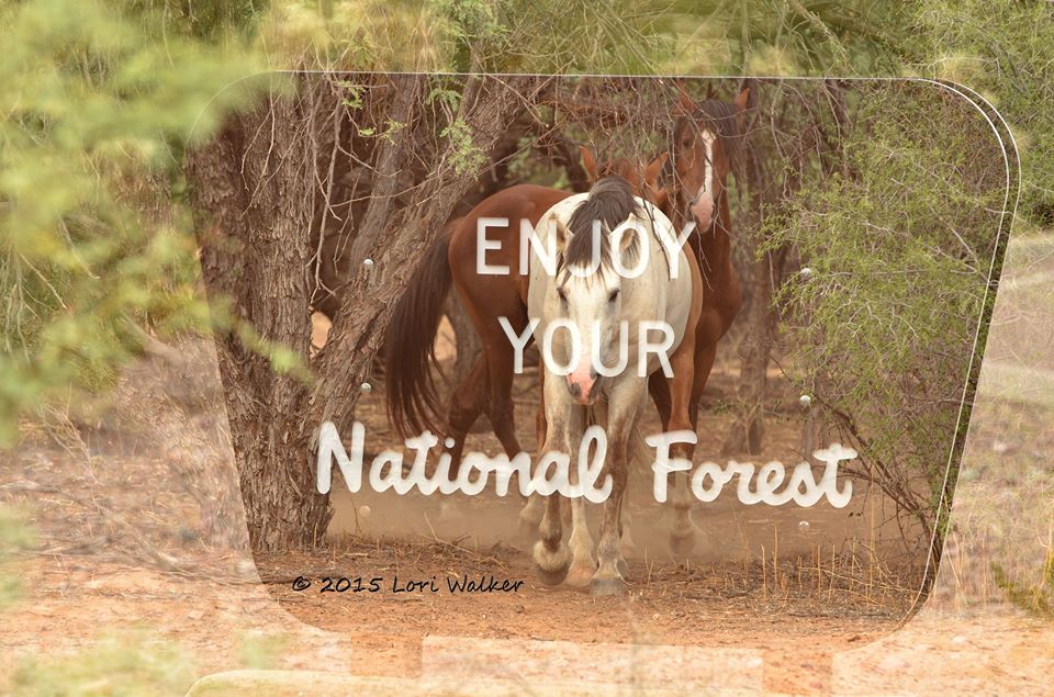 Tonto national forest
