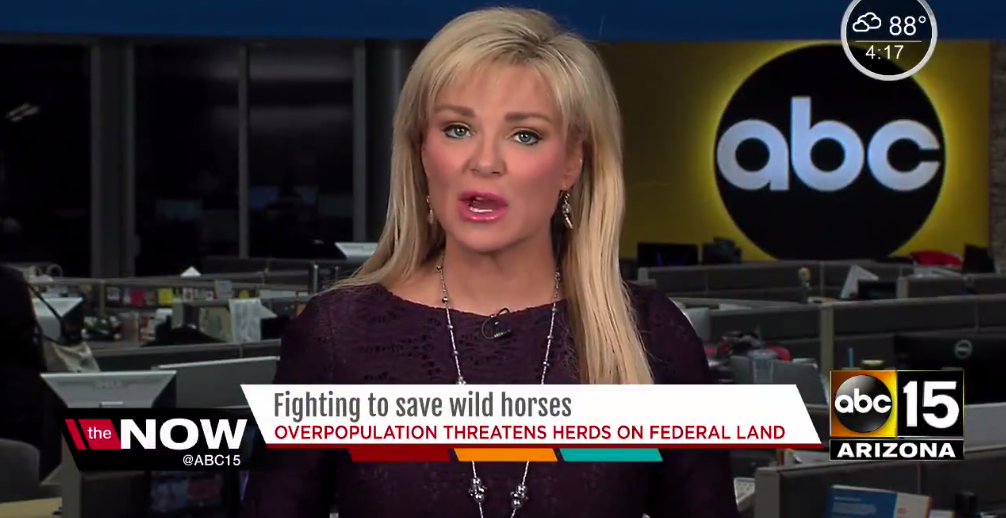 ABC Arizona: Fighting to Save Wild Horses