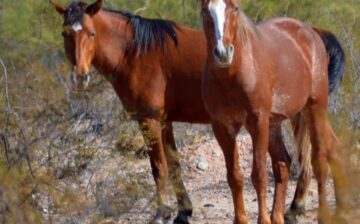 Wild Horses Trapped in a Fountain Hills Neighborhood.