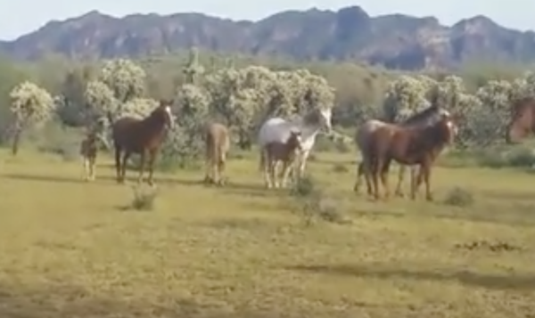 Amazing Recognition of Death in Wild Horses: Sad, but Beautiful.