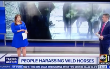 WILD HORSE VIEWING GUIDELINES