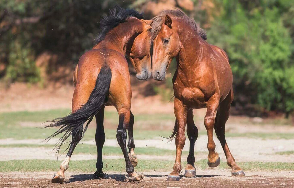 BREAKING NEWS: Salt River Wild Horse Management Group secures State Contract for the management of  the Salt River Wild Horses
