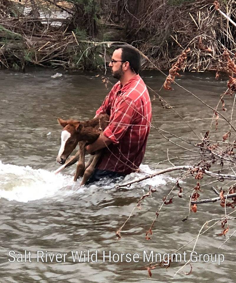 FOAL AND ITS RESCUERS RESCUED!