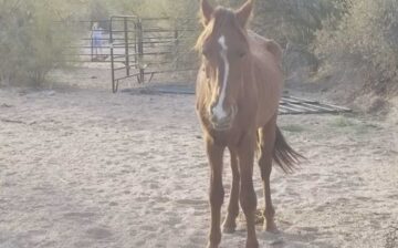 Red Beauty Rescue