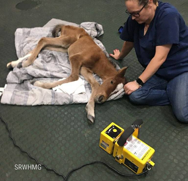 Arizona horse rescue