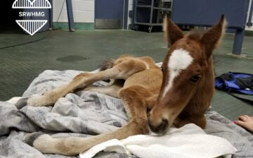 Lolly Rescued!