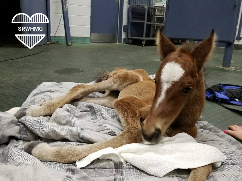 Lolly Rescued!
