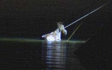 Salt River Wild Horse and her Baby Saved from Canal Near Mesa