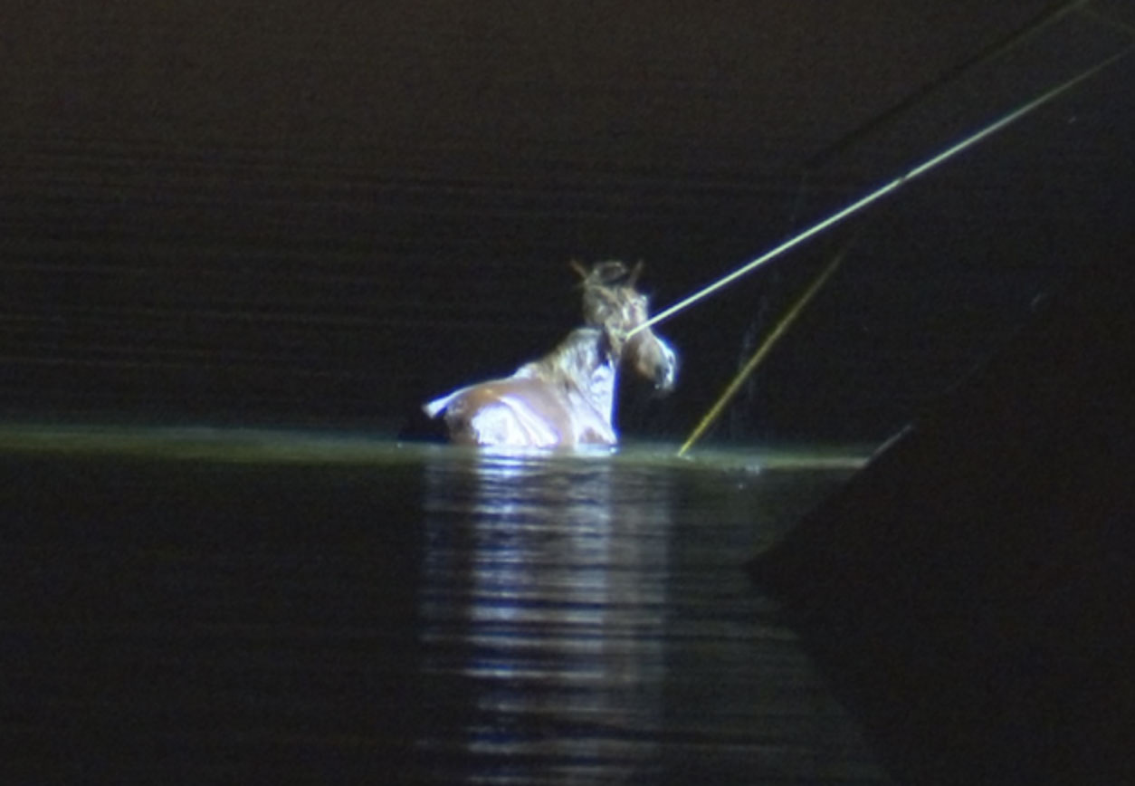 Salt River Wild Horse and her Baby Saved from Canal Near Mesa