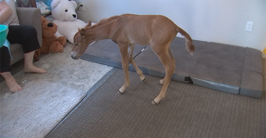 Volunteers care for smallest Salt River horse ever rescued