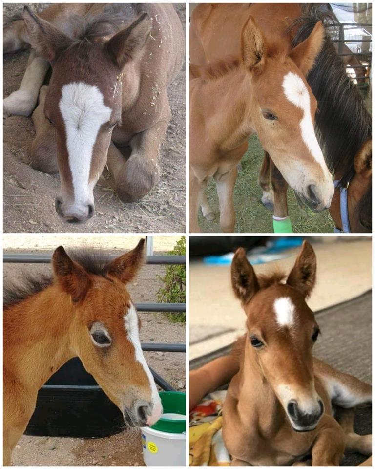 Wild babiemania!