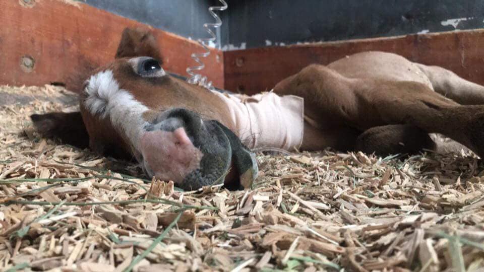 Little Guy Fighting To Be Alive