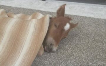 Tiny premature Salt River wild horse rescued!