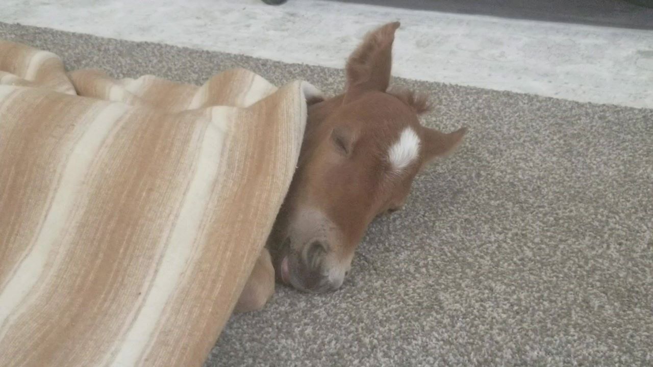 Tiny premature Salt River wild horse rescued!