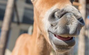Gideon, The Smallest Ever Salt River Wild Horse