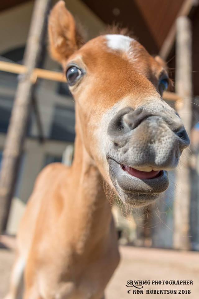 Gideon, The Smallest Ever Salt River Wild Horse
