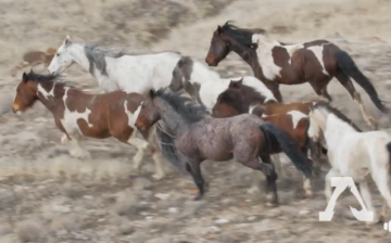 Is The Horse A Native Species?