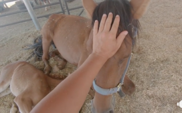 A Beautiful tribute To Cheyenne
