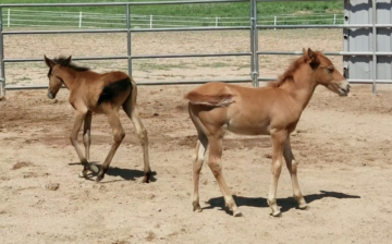 2 Little Orphan Salt River Wild Horses Feeling Fine!