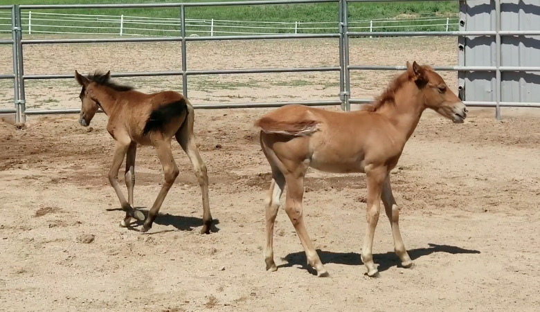 2 Little Orphan Salt River Wild Horses Feeling Fine!