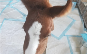 Newborn Rescued