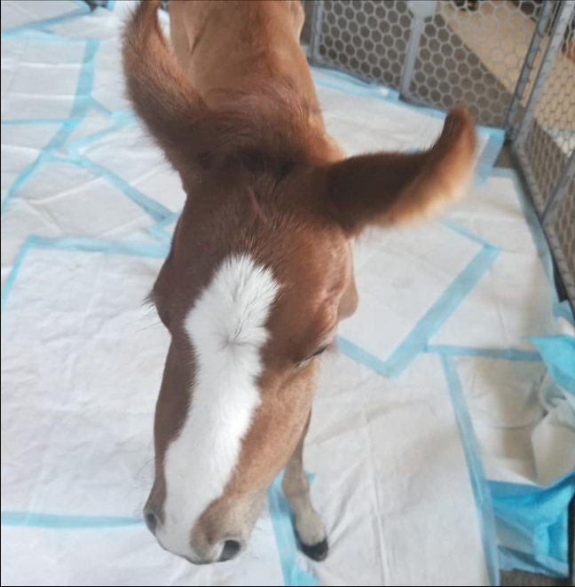 Newborn Rescued