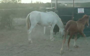 Happy Endings: Nakota and Old Lady part 2