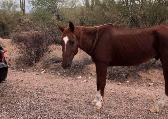 ANOTHER Dumped Horse in the Tonto National Forest!