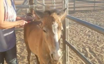 About 15% of the Salt River Wild Horses Have the Grey Factor