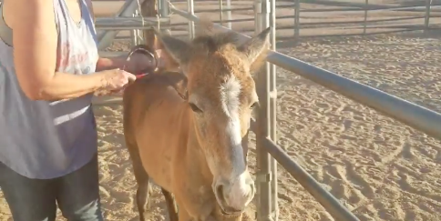 About 15% of the Salt River Wild Horses Have the Grey Factor