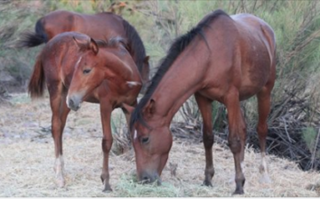Our Feed Program is Still Ongoing