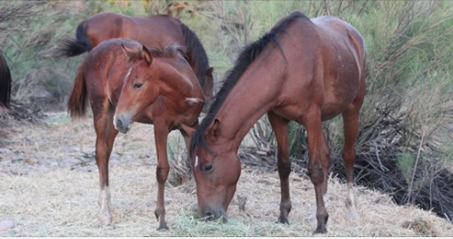 Our Feed Program is Still Ongoing
