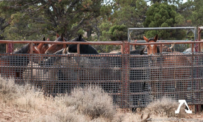 Animal Activists Outraged at Forest Service Handling of Wild Horses