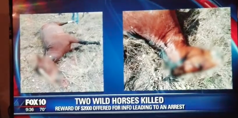 Shocking Wild Horse Shootings – SRWHMG Offers Reward
