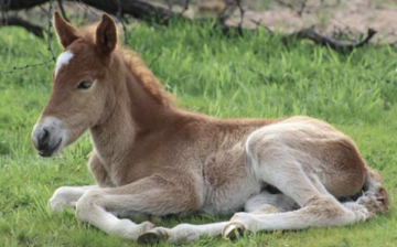 Salt River Wild Horse Named Ducey