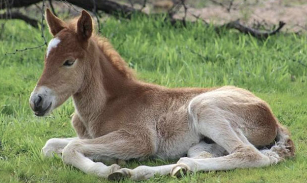 Salt River Wild Horse Named Ducey