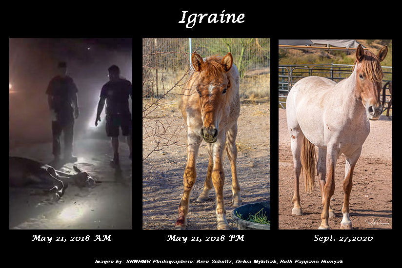 sponsor igraine srwhmg