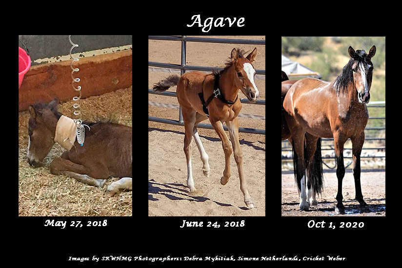 sponsor Agave SRWHMG