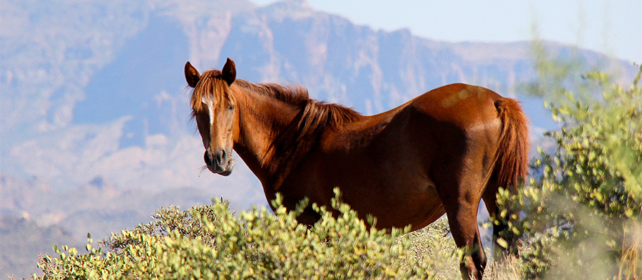 about salt river wild horse management group