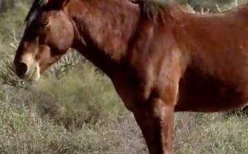 Birth control darts used on Salt River horses