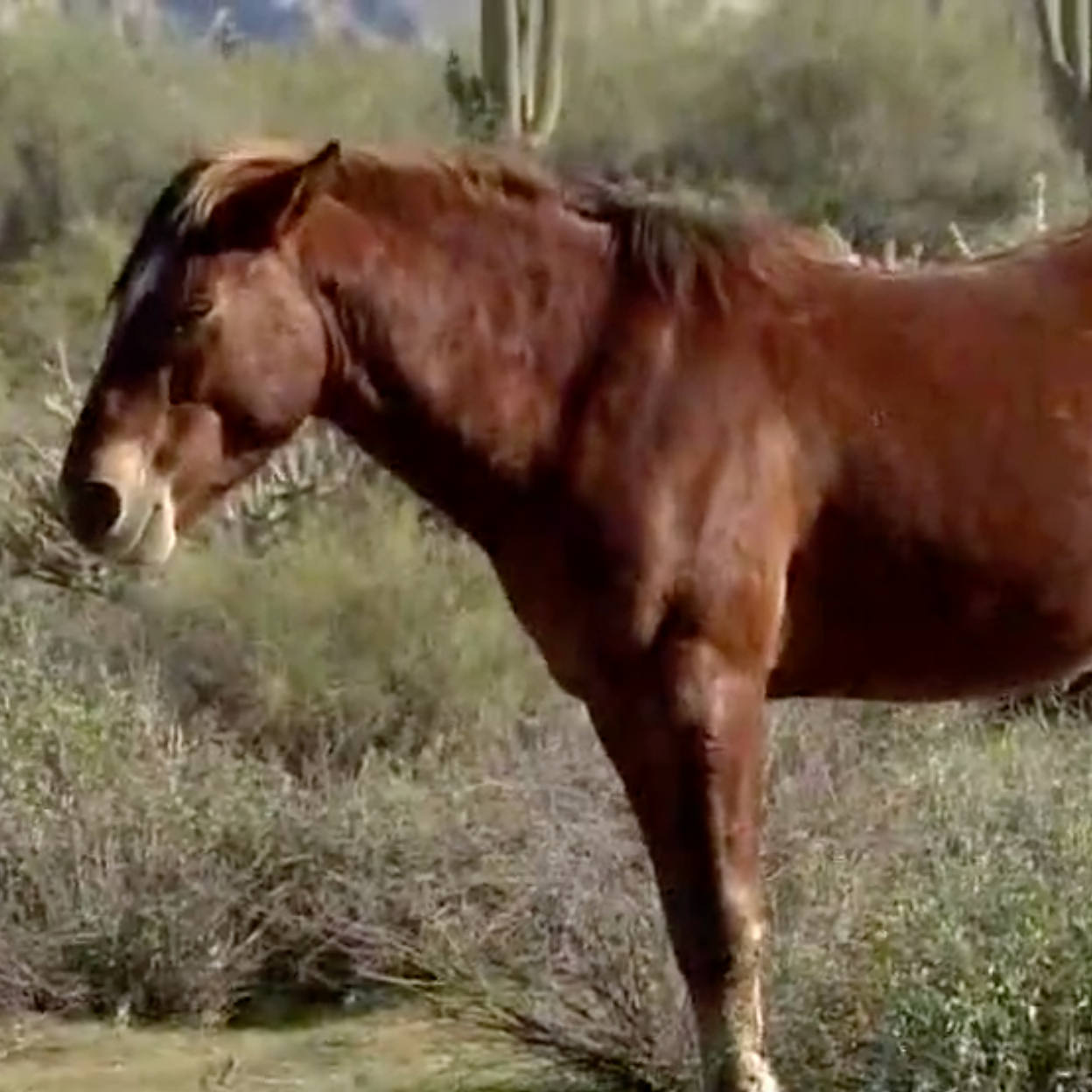 Birth control darts used on Salt River horses