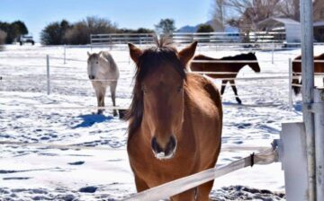 Sponsor a Salt River Wild Horse