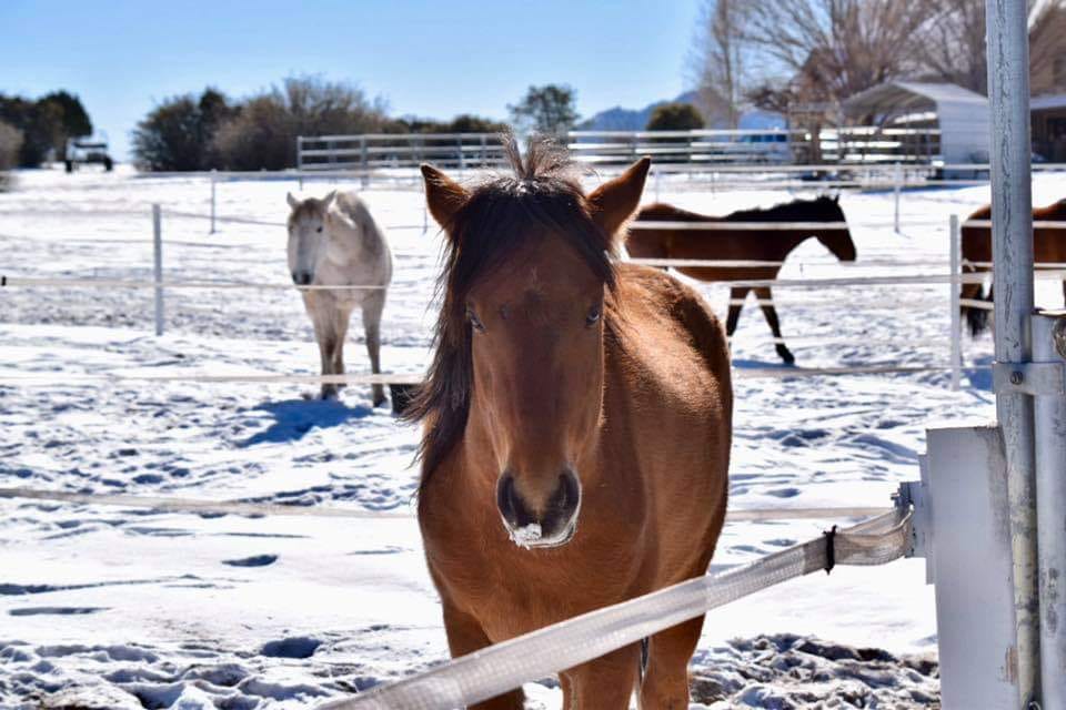 Sponsor a Salt River Wild Horse