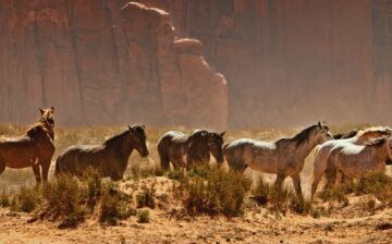 The Feds Capturing Wild Horses, Fiscally Irresponsible