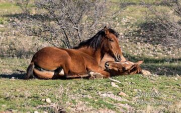 Humane Wild Horse Management