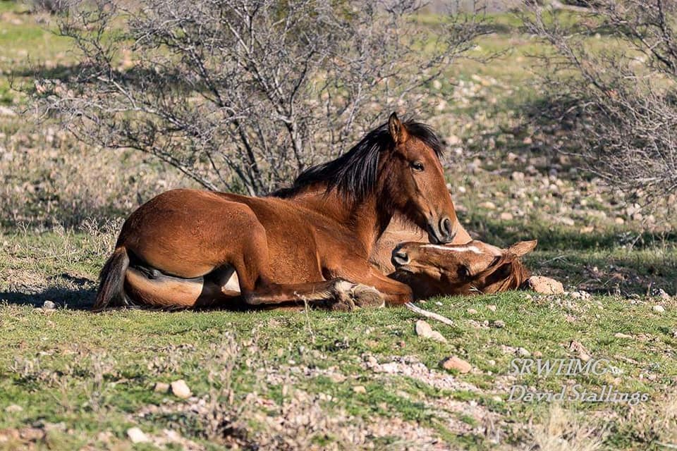 Humane Wild Horse Management