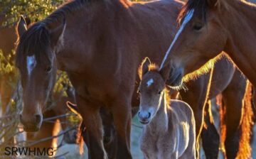 First foal of 2019!